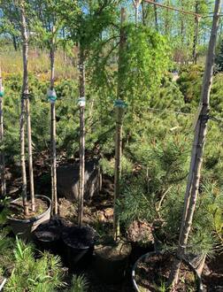 Лиственница японская Кемпфера (Larix Kaempferi)