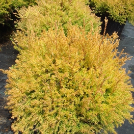 Туя западная Рейнголд (Rheingold)