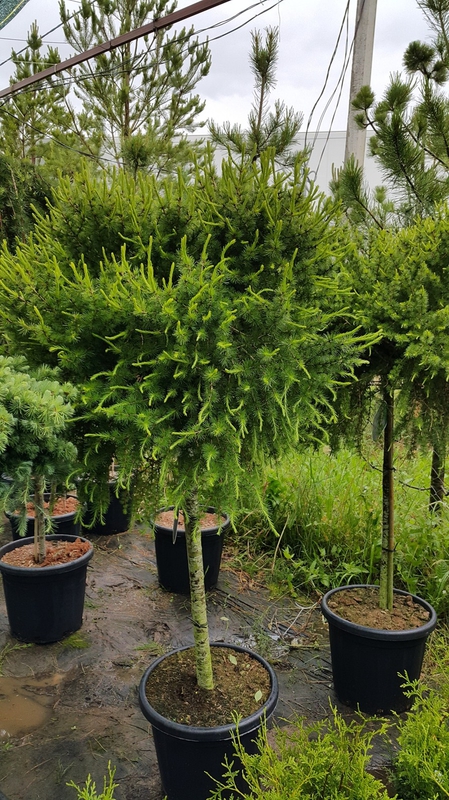 Лиственница японская Блю Дварф (Blue Dwarf)