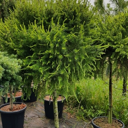 Лиственница японская Блю Дварф (Blue Dwarf)