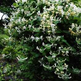 Жимолость каприфоль Лоницера каприфолиум (Lonicera caprifolium)