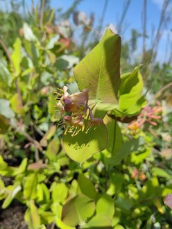 Жимолость каприфоль Лоницера каприфолиум (Lonicera caprifolium)