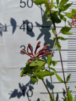 Жимолость каприфоль Лоницера каприфолиум (Lonicera caprifolium)