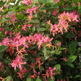 Жимолость татарская Забели (Zabelii)