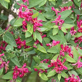 Жимолость татарская Хэкс Ред (Hack's Red)