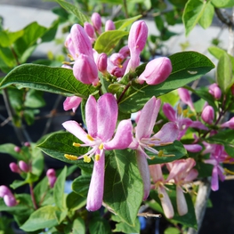 Жимолость Королькови (Korolkowii)