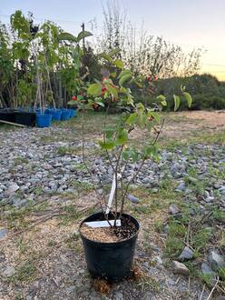 Жимолость татарская Арнольд Ред (Arnold Red)