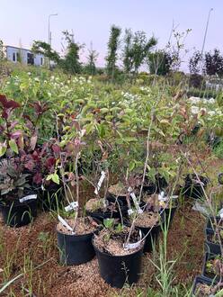 Жимолость татарская Арнольд Ред (Arnold Red)