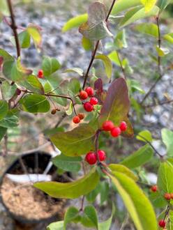 Жимолость татарская Арнольд Ред (Arnold Red)