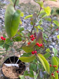 Жимолость татарская Арнольд Ред (Arnold Red)