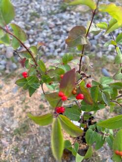 Жимолость татарская Арнольд Ред (Arnold Red)