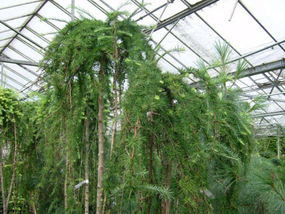 Лиственница японская Стив Випер (Stiff Weeper)