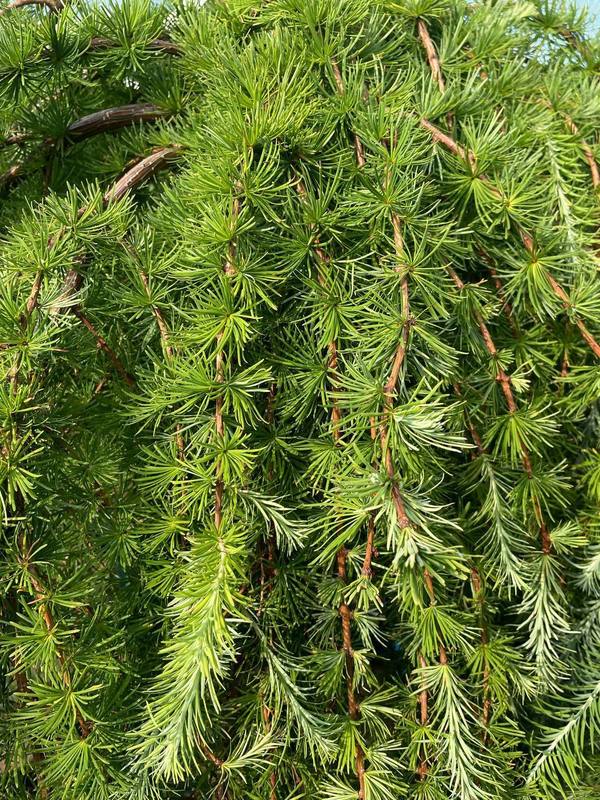 Лиственница японская Стив Випер (Stiff Weeper)