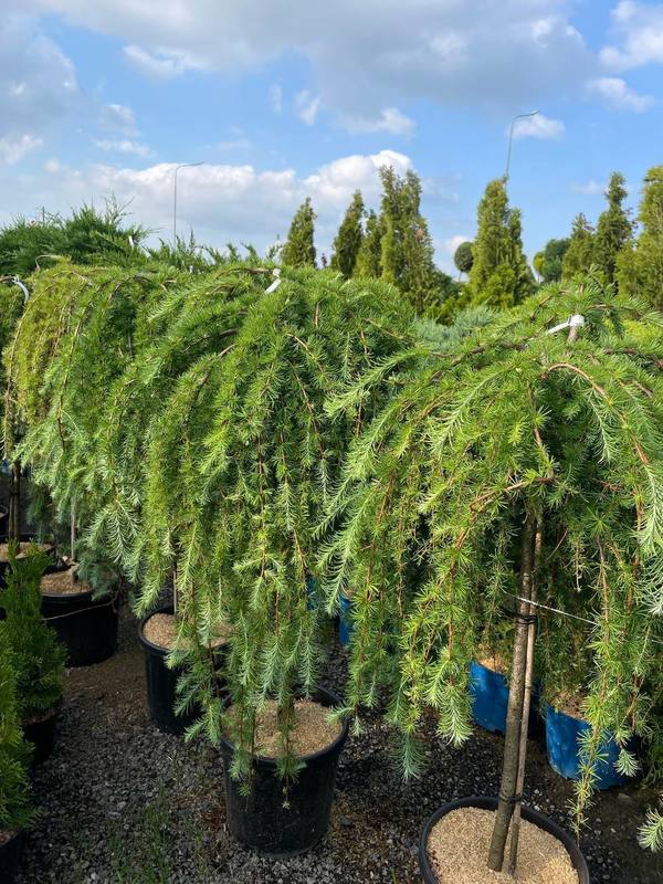 Лиственница японская Стив Випер (Stiff Weeper)