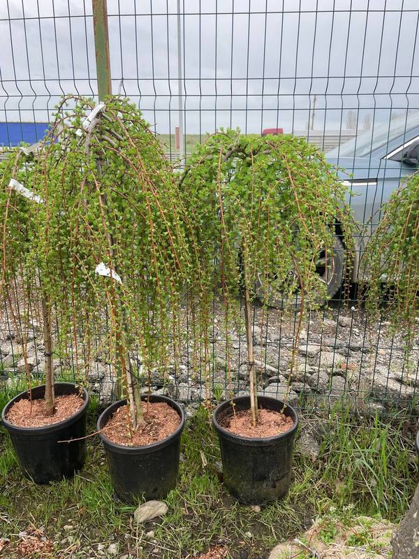 Лиственница японская Стив Випер (Stiff Weeper)