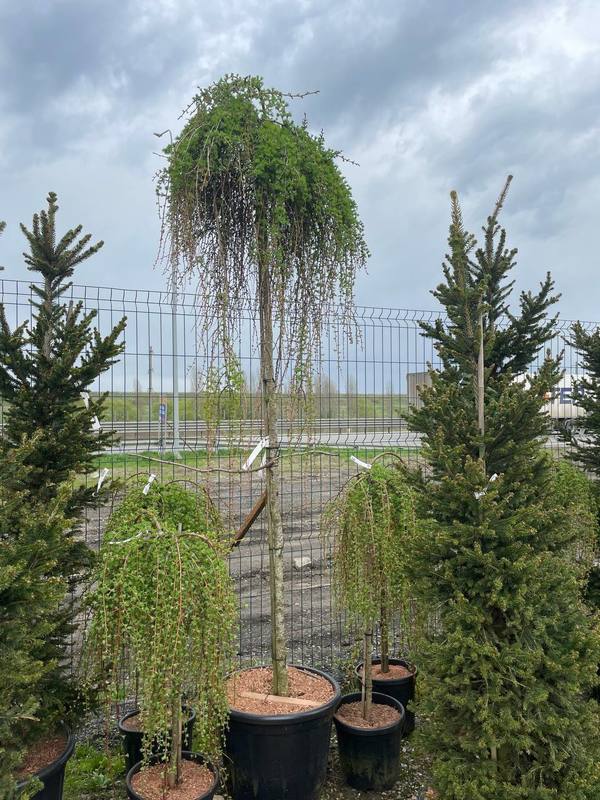 Лиственница японская Стив Випер (Stiff Weeper)