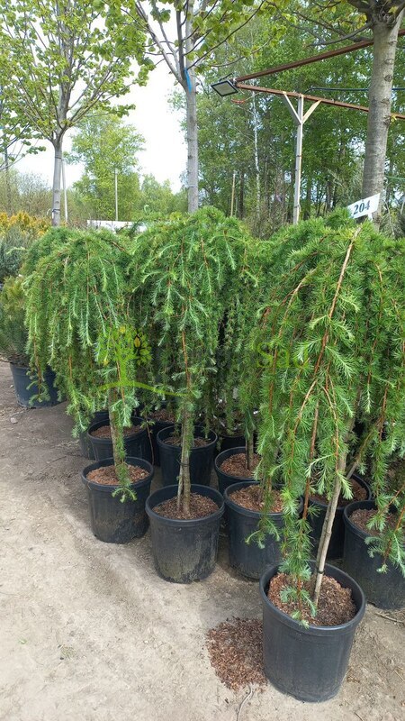 Лиственница японская Стив Випер (Stiff Weeper)