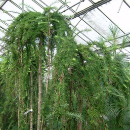 Лиственница японская Стив Випер (Stiff Weeper)