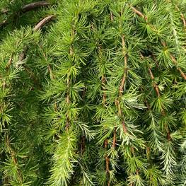 Лиственница японская Стив Випер (Stiff Weeper)