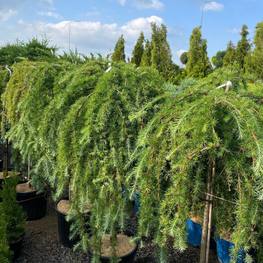 Лиственница японская Стив Випер (Stiff Weeper)
