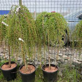 Лиственница японская Стив Випер (Stiff Weeper)