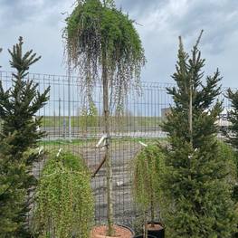 Лиственница японская Стив Випер (Stiff Weeper)