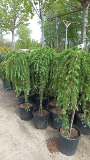 Лиственница японская Стив Випер (Stiff Weeper)