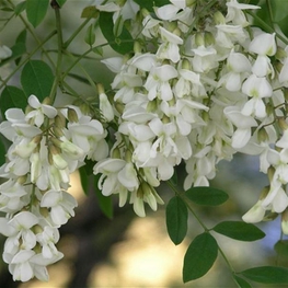 Акация Белая (Robinia pseudoacacia)