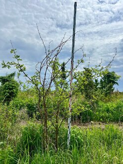 Акация Белая Робиния псевдоакация (Robinia pseudoacacia)