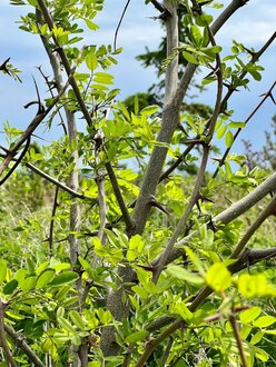Акация Белая Робиния псевдоакация (Robinia pseudoacacia)
