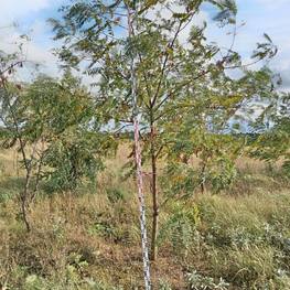 Акация Белая Робиния псевдоакация (Robinia pseudoacacia)