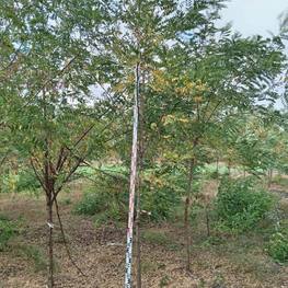 Акация Белая Робиния псевдоакация (Robinia pseudoacacia)