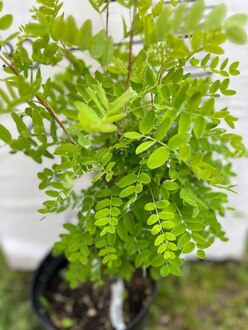 Акация желтая Карагана (Caragana)