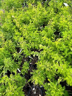 Акация желтая Карагана (Caragana)