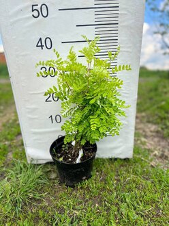 Акация желтая Карагана (Caragana)