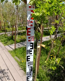 Акация желтая Карагана (Caragana)