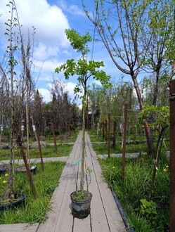 Акация желтая Карагана (Caragana)