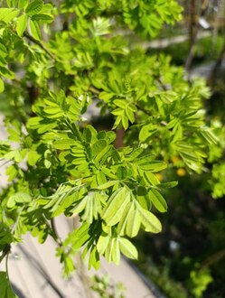 Акация желтая Карагана (Caragana)