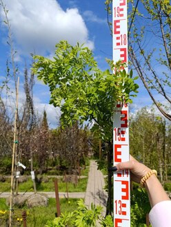 Акация желтая Карагана (Caragana)