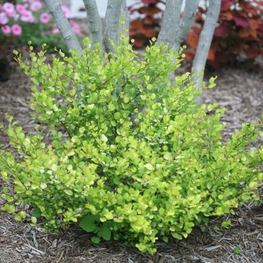 Береза карликовая Голден Треже (Golden Treasure)