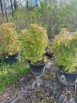 Рябинник рябинолистный Сэм (Sem)