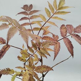 Рябинник рябинолистный Сэм (Sem)