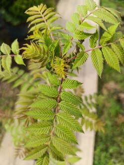 Рябинник рябинолистный Сэм (Sem)