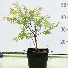 Рябинник рябинолистный Сэм (Sem)