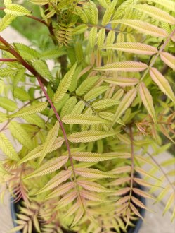 Рябинник рябинолистный Сэм (Sem)