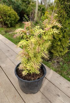 Рябинник рябинолистный Сэм (Sem)