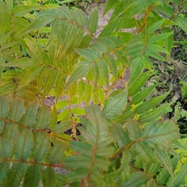 Рябинник рябинолистный Сэм (Sem)