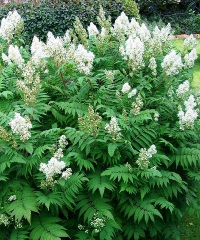 Рябинник рябинолистный Сорбария сорбифолия (Sorbaria sorbifolia)