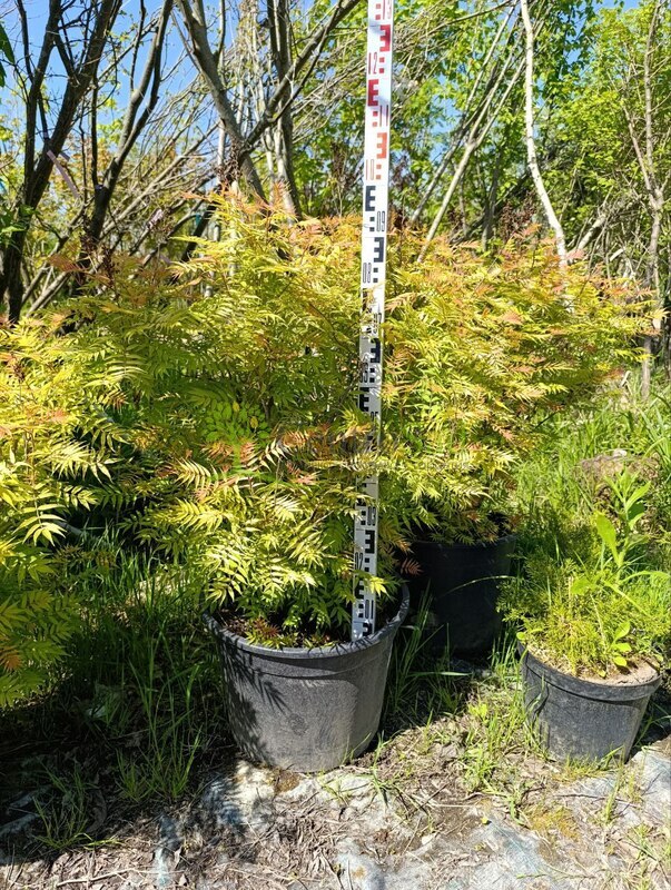 Рябинник рябинолистный Сорбария сорбифолия (Sorbaria sorbifolia)