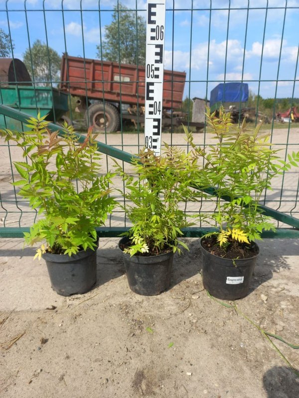 Рябинник рябинолистный Сорбария сорбифолия (Sorbaria sorbifolia)